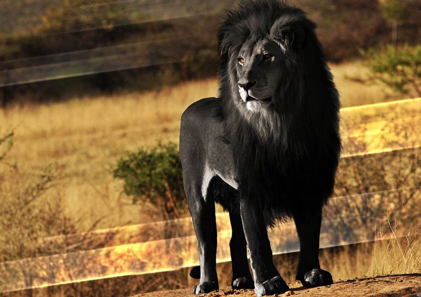 Manimben Tombi Dit Le Lion Noir : Un Heros Dans Les Oubliettes